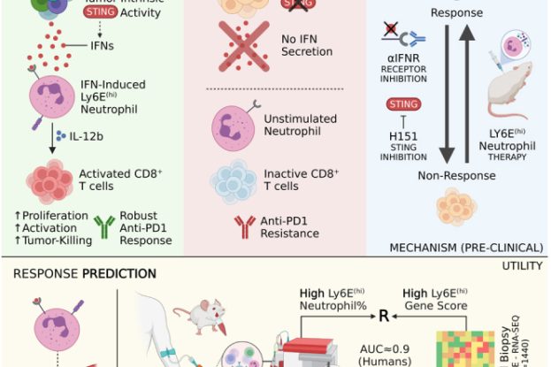 Interferon-stimulated neutrophils as a predictor of immunotherapy response | Graphical abstract