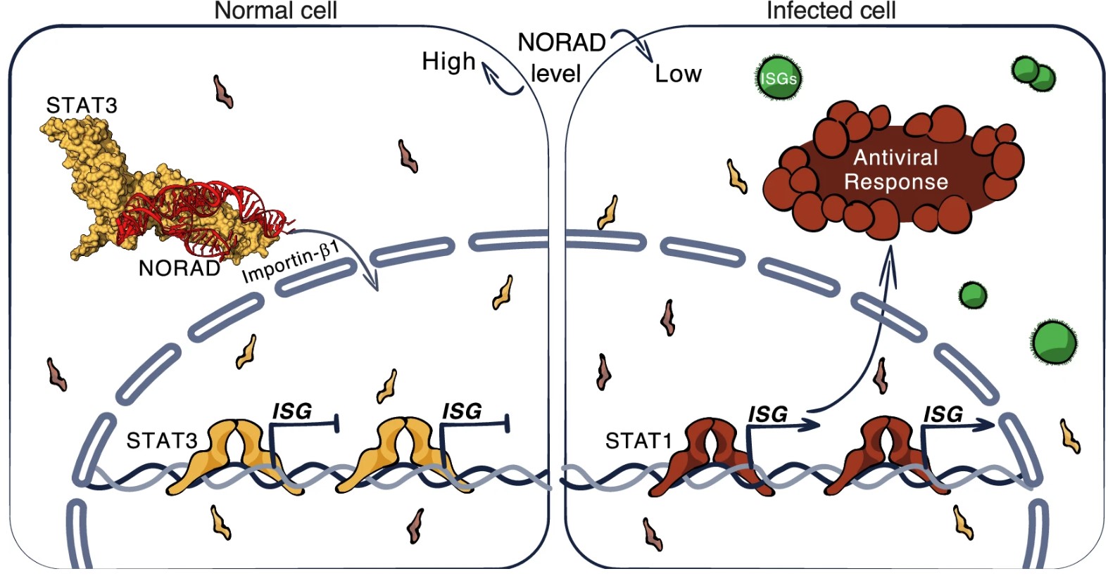 Viruses and the Human Cell Viruses and the Human Cell