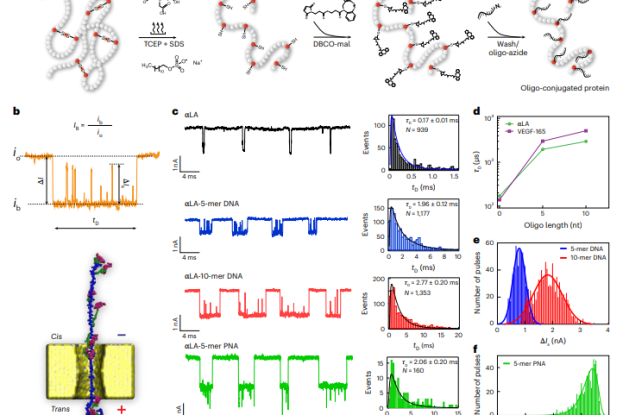 This is a new method for fingerprinting single protein molecules without relying on antibodies