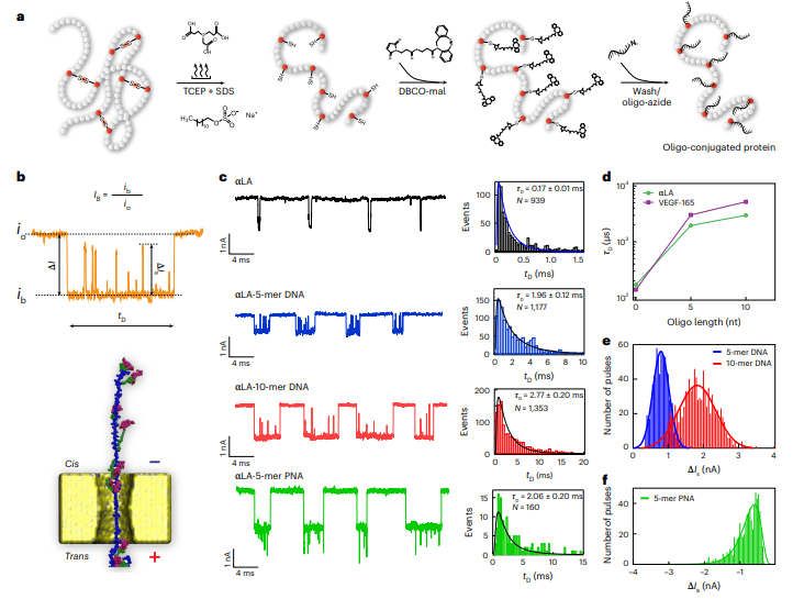 This is a new method for fingerprinting single protein molecules without relying on antibodies