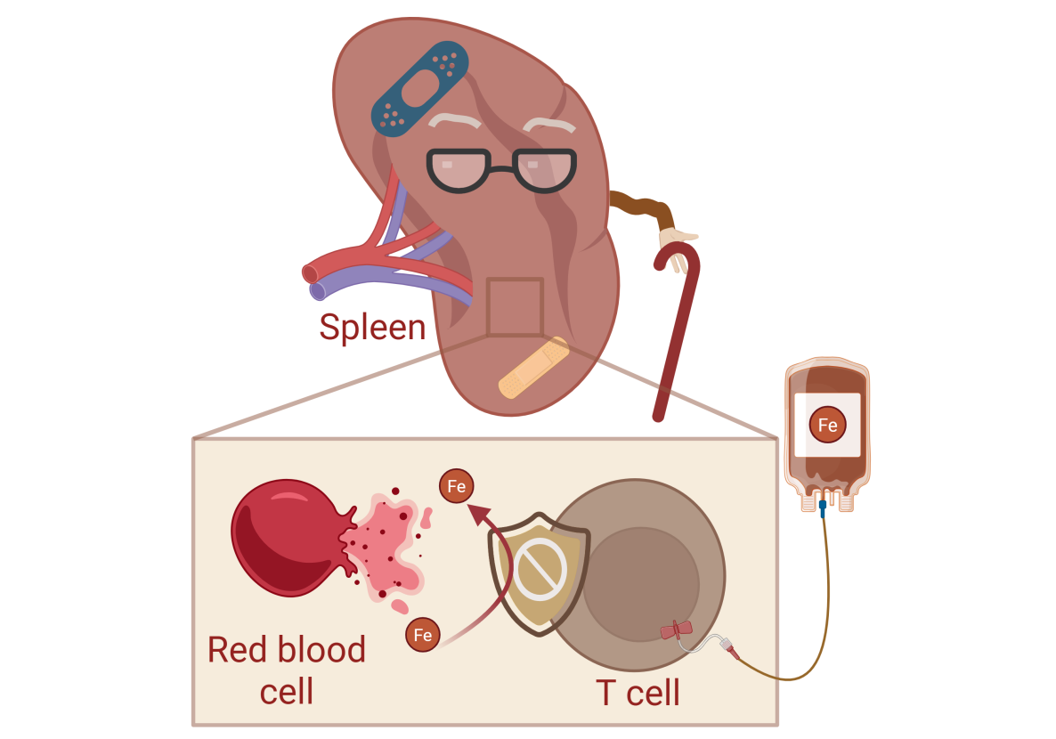 Nature aging schematic summary square