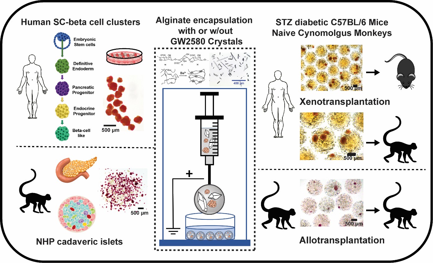 Human stem cell-derived pancreatic β cells (SC-β) or non-human primate cadaveric pancreatic islets were co-encapsulated in 1.5 mm alginate spheres together with the drug GW2580 in crystalized form. Three transplantation studies were performed: (1) Xenogeneic SC-β + GW2580 spheres were transplanted into the intraperitoneal space of a diabetis mouse model and compared to spheres without the drug. (2) Allogeneic NHP islets + GW2580 spheres were transplanted in non-human primates. (3) Xenogeneic SC-β + GW2580 spheres were transplanted in non-human primates. Diabetic mice with SC-β were monitored for 1 year, whereas non-human primate grafts (allogeneic or xenogeneic) were retrieved at 1 month to evaluate fibrosis, β-cell viability, and glucose responsiveness, and differential immune responses to allogeneic versus xenogeneic cells in NHPs. Credit: DOI: 10.1126/scitranslmed.adt1055